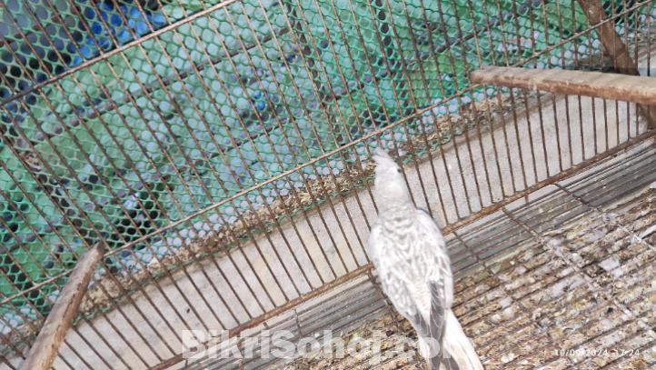 Cockatiel Male & Female